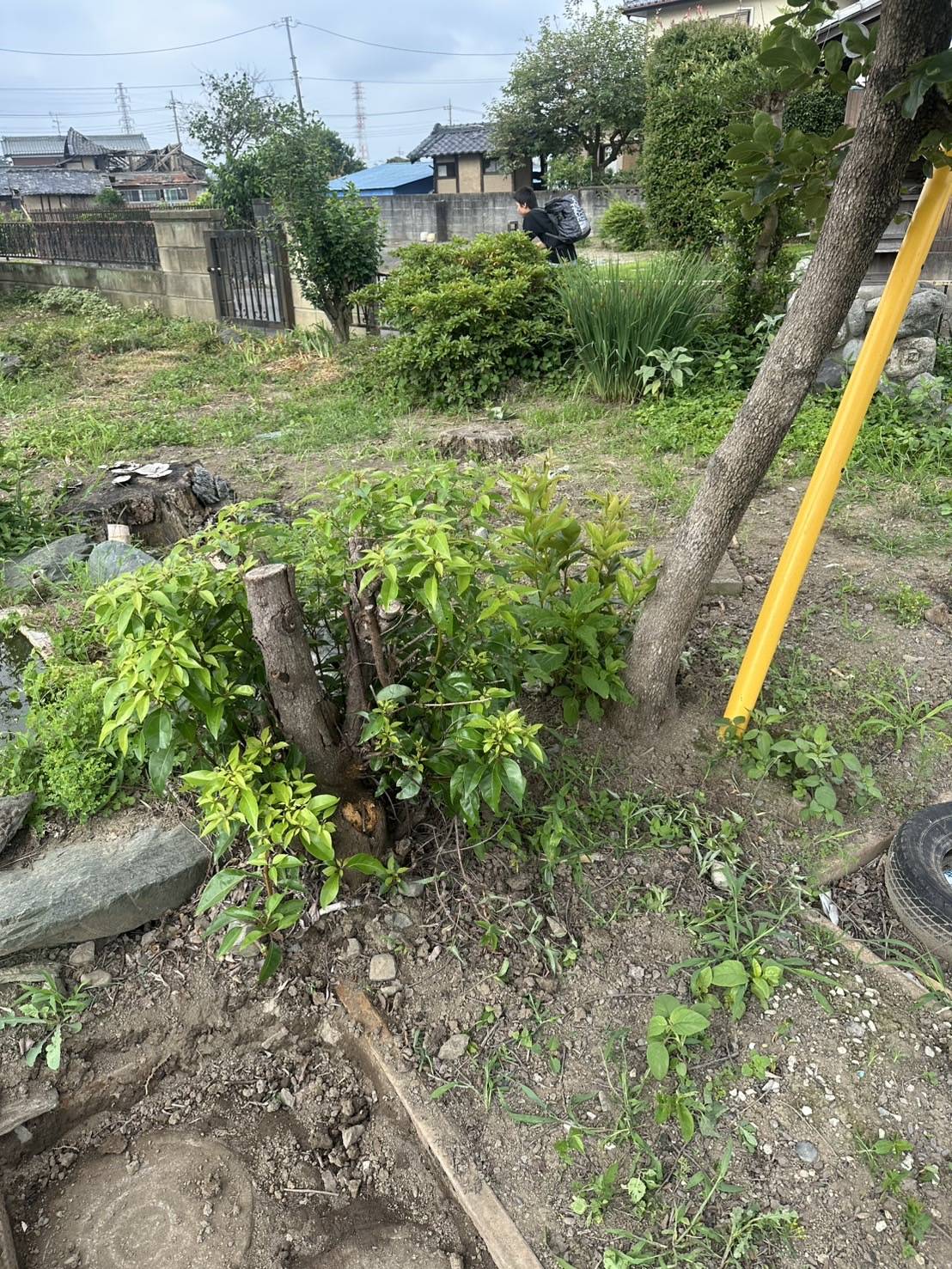 庭石撤去及び伐根、残置物撤去